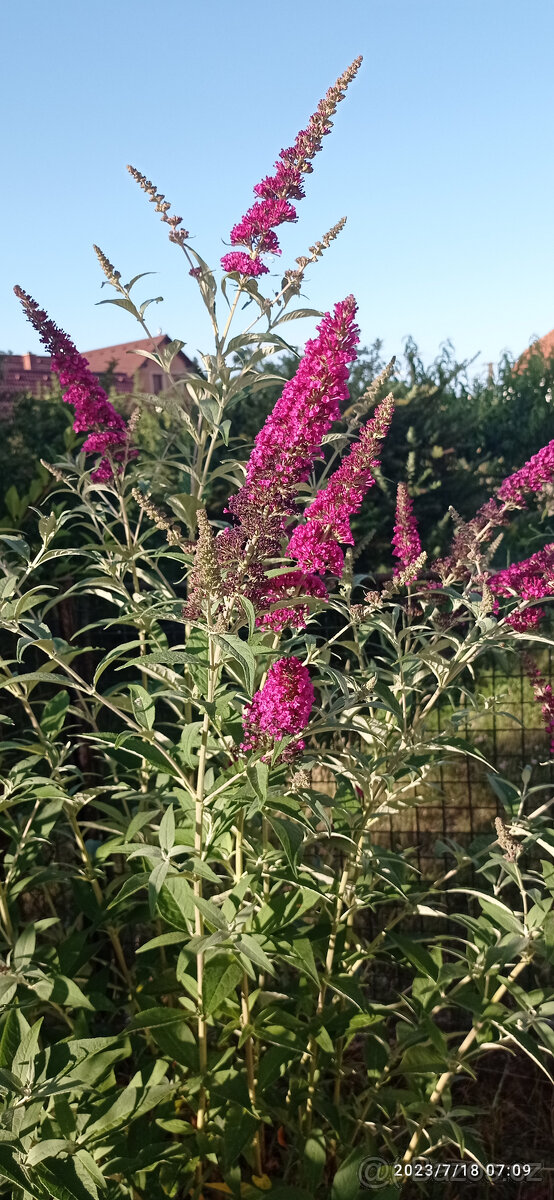 Komule Davidova (Buddlea, Motýlí keř) - viz fota