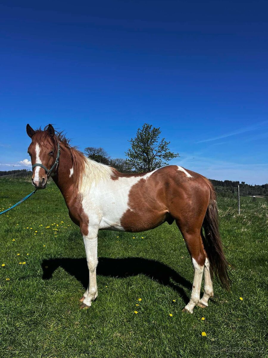 Valach 50%QH x APH
