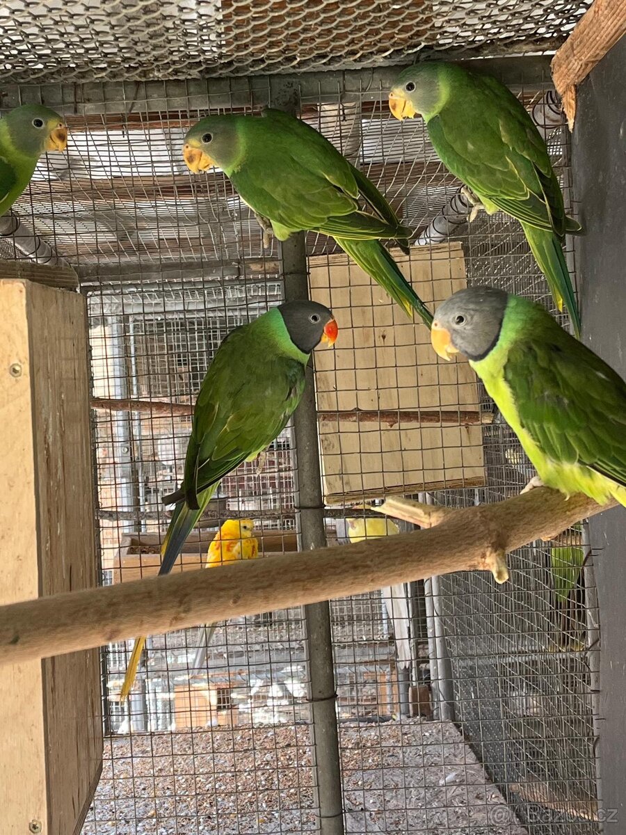 Alexandr černohlavý