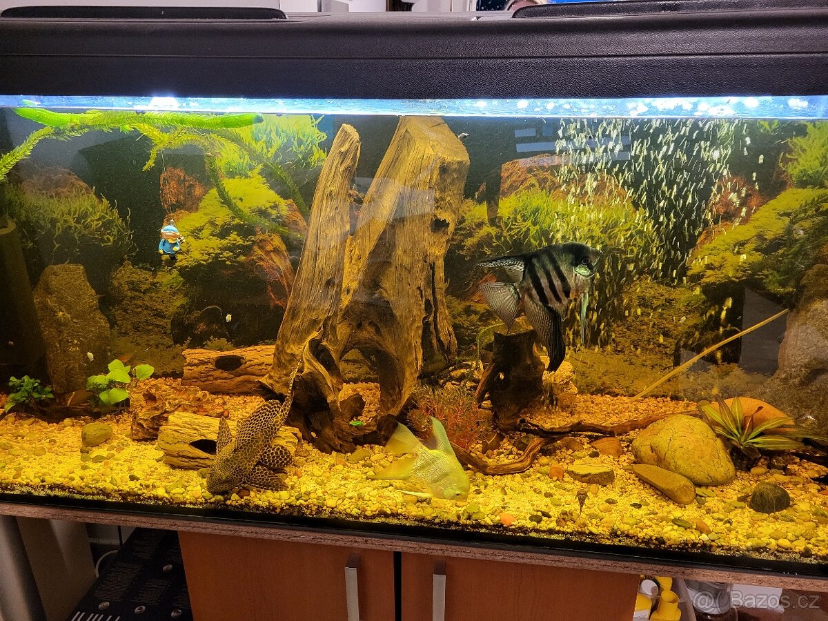 Prodám akvárium 450L se skříňkou i rybičkami - stěhování