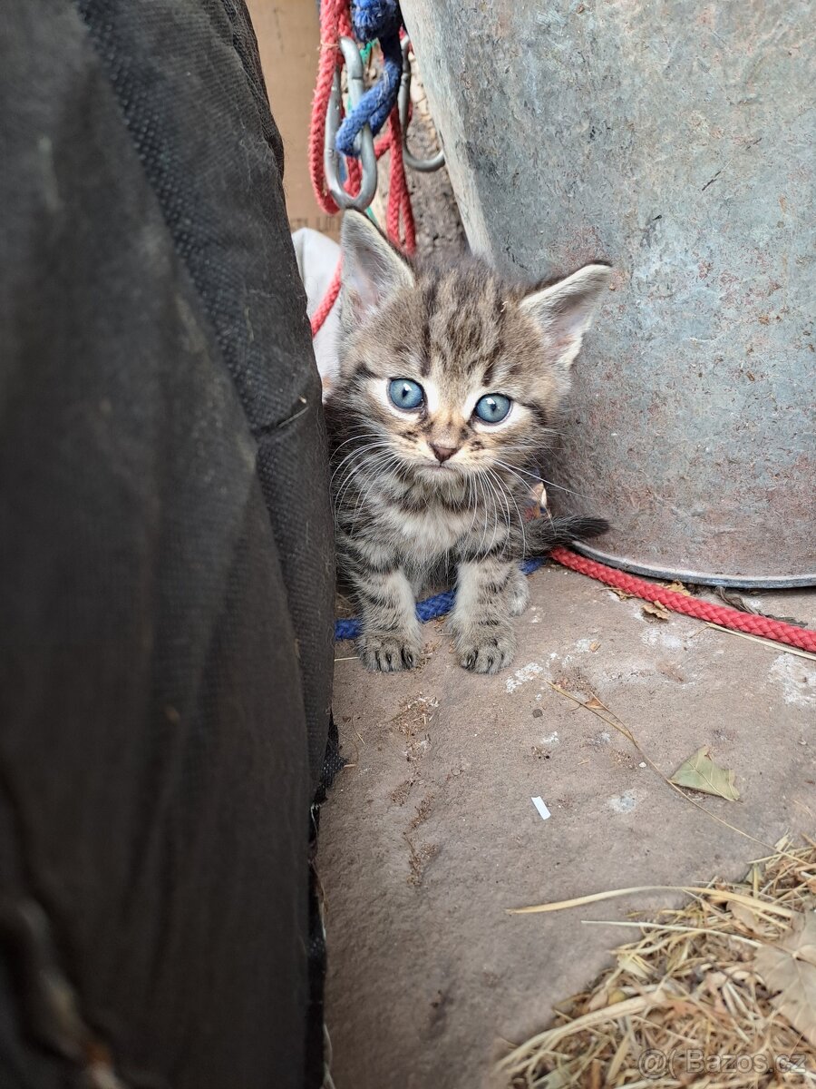 Daruji do dobrých rukou mourovatá koťata