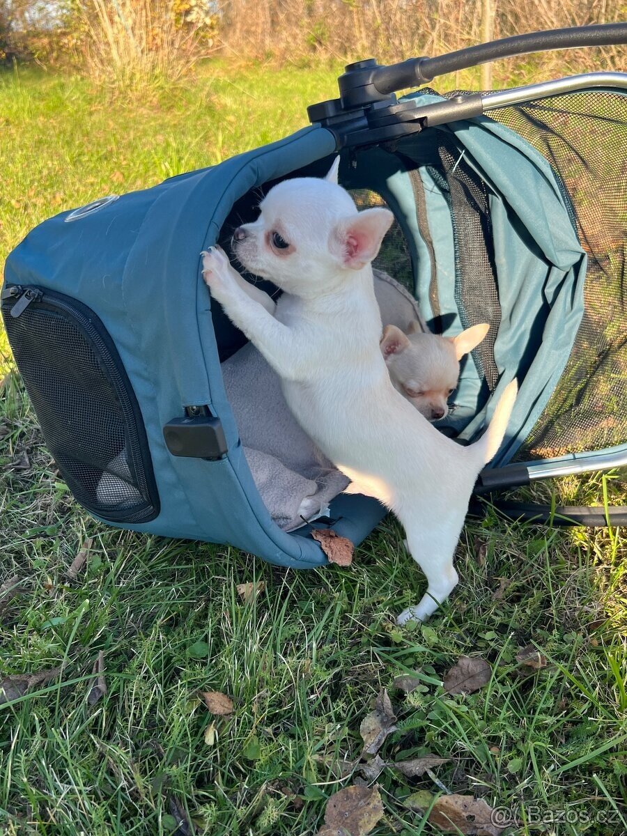 ČIVAVA  štěňátka s pp