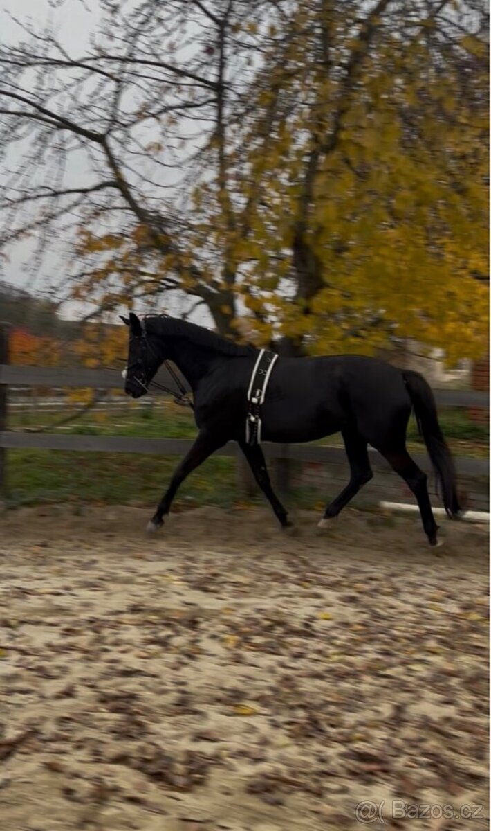 Prodám 8 mi letou kobylu