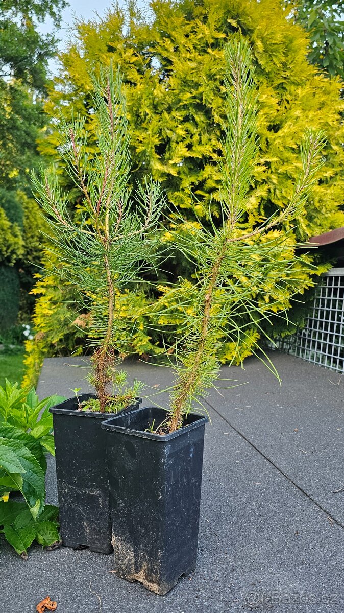 Borovice přímořská - Pinus pinaster - původ semen ČR