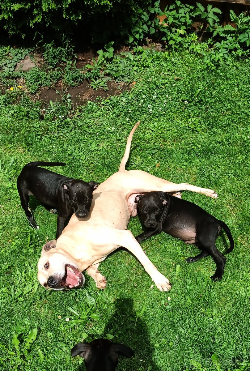 Nabízím Pitbulla s PP APBT na krytí.