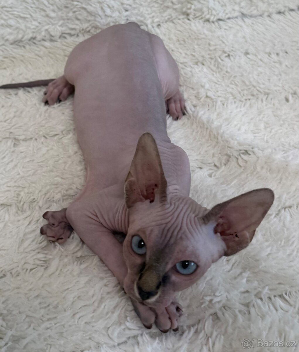 Kanadský sphynx