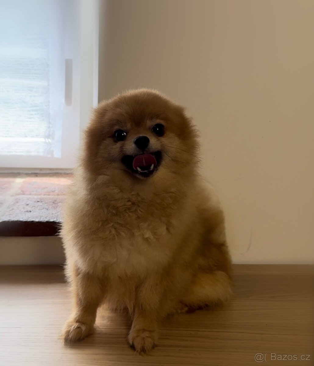 Pomeranian s PP, fena