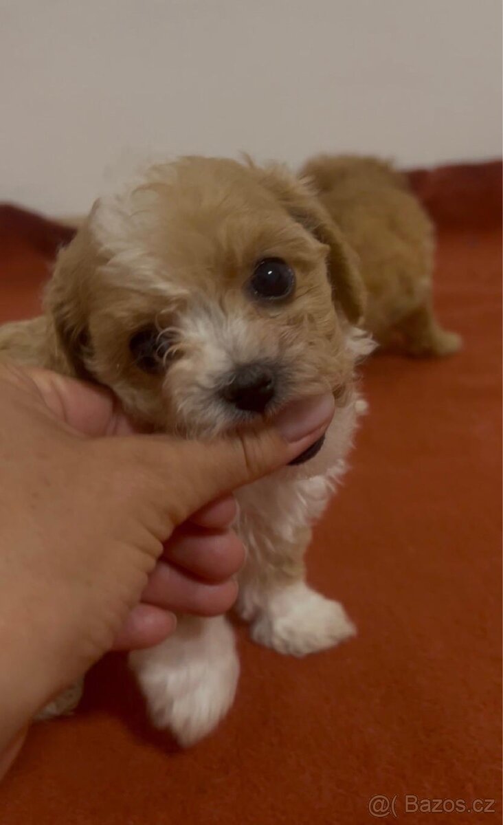 Maltipoo