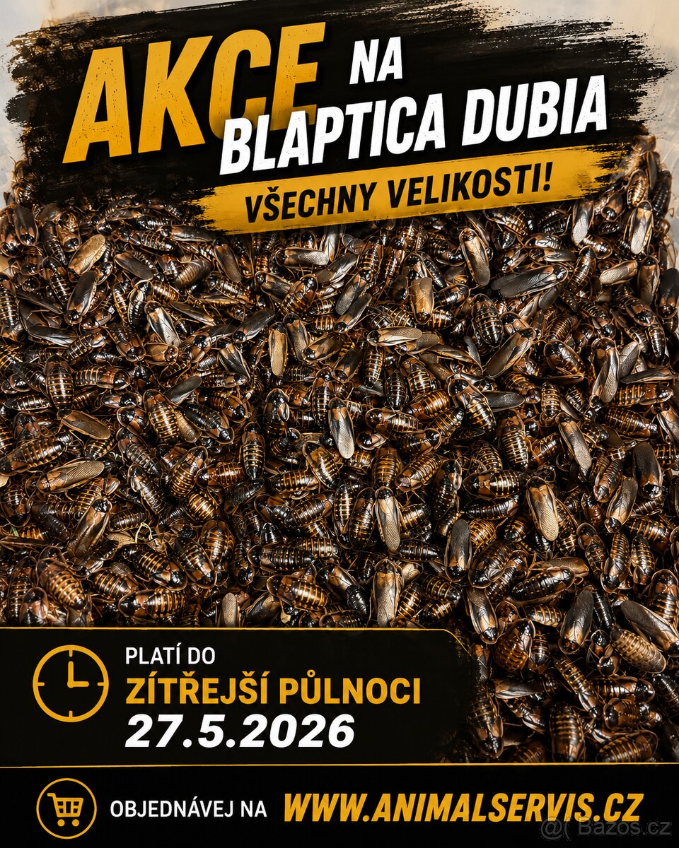 AKCE‼️Blaptica dubia