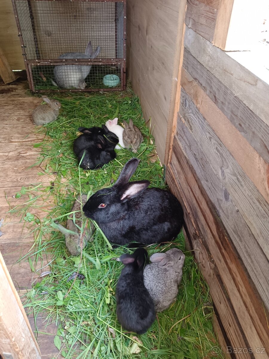Mladé králíky k chovu či výkrm