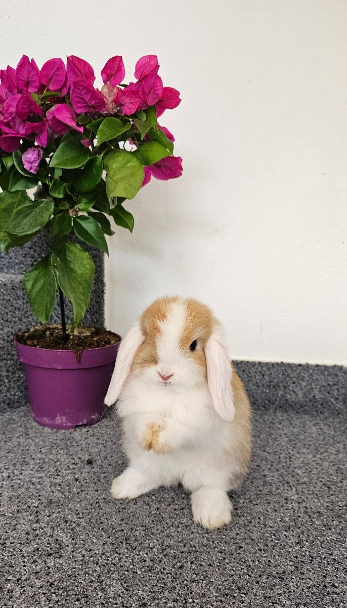 Minilop - ❤️zakrslí beránci❤️