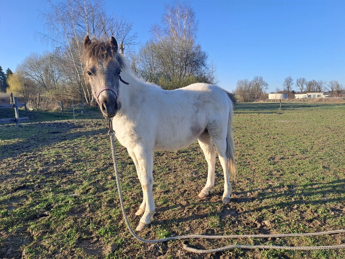 Valášek Welsh Part - Bred