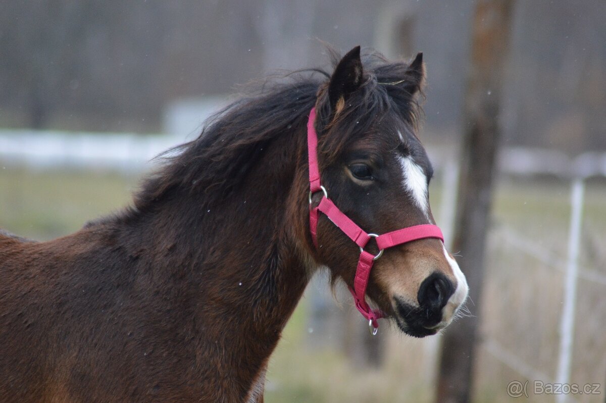 Welsh cob - kobylka