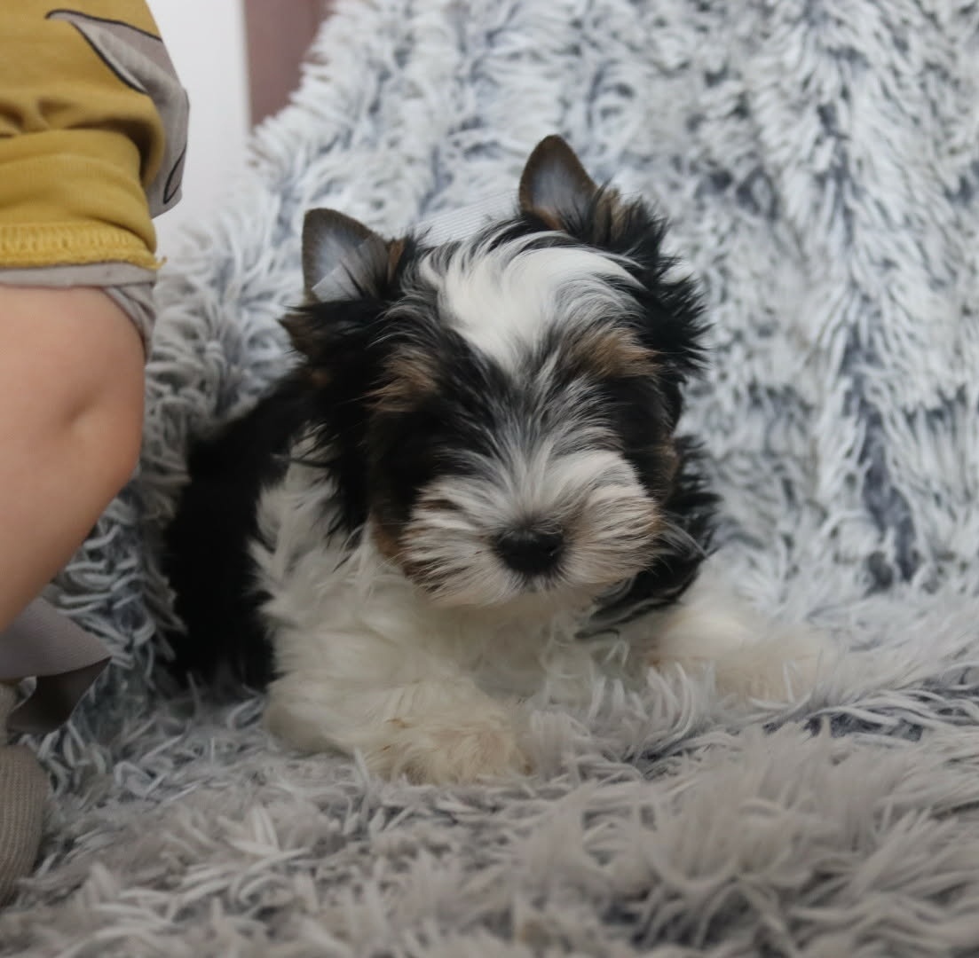 Biewer( jork,Yorkshire)terier- s pp