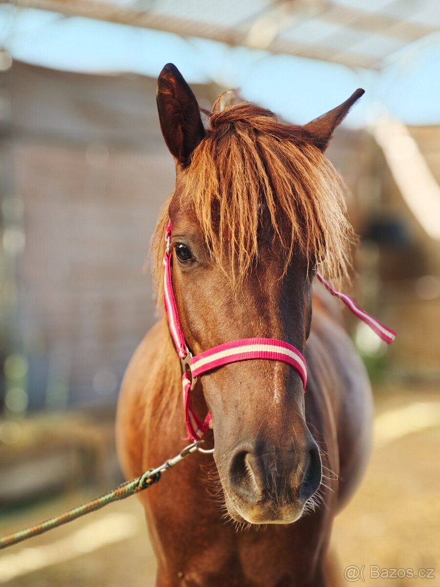 Pony s předpoklady do sportu