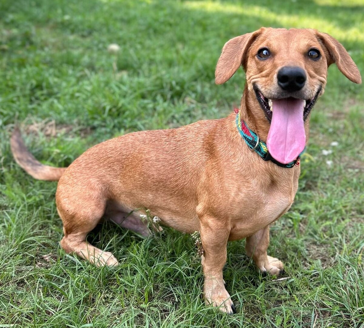 KUKY K ADOPCI - VESELÝ, HRAVÝ, ČEKÁ NA MILUJÍCÍ RODINU