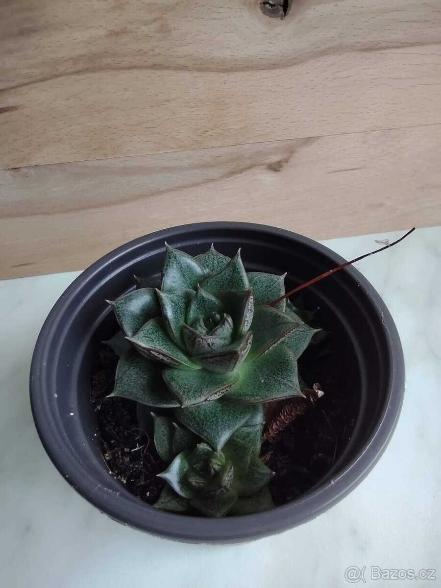 Echeveria purpusorum