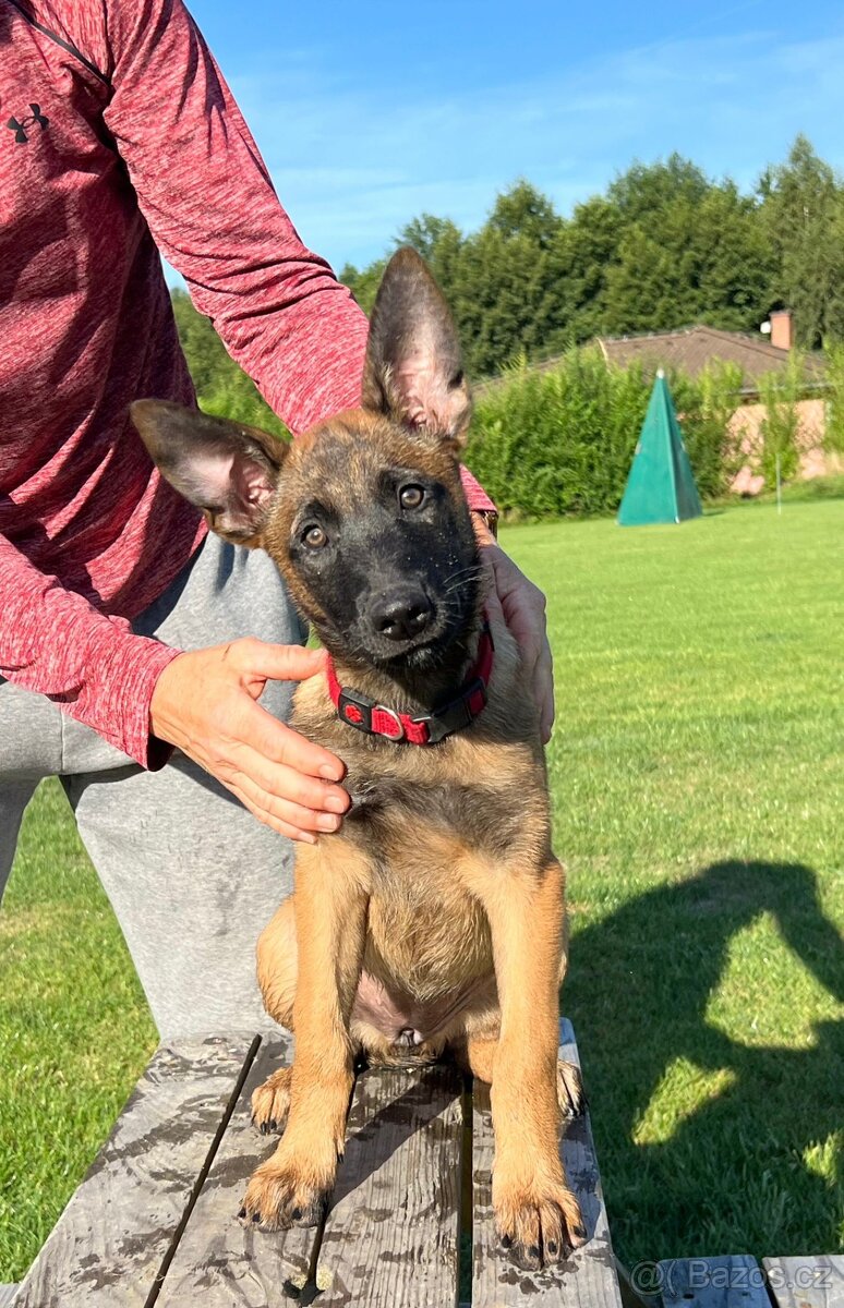 Štěně fena malinois - belgický ovčák