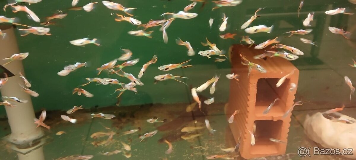 endlerky - živorodka wingeova