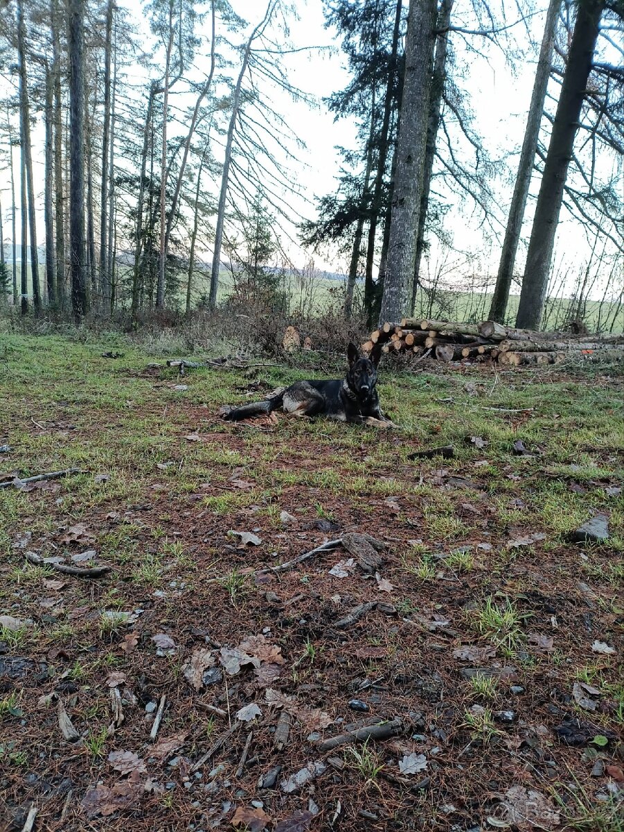 Německý ovčák vlkošedá