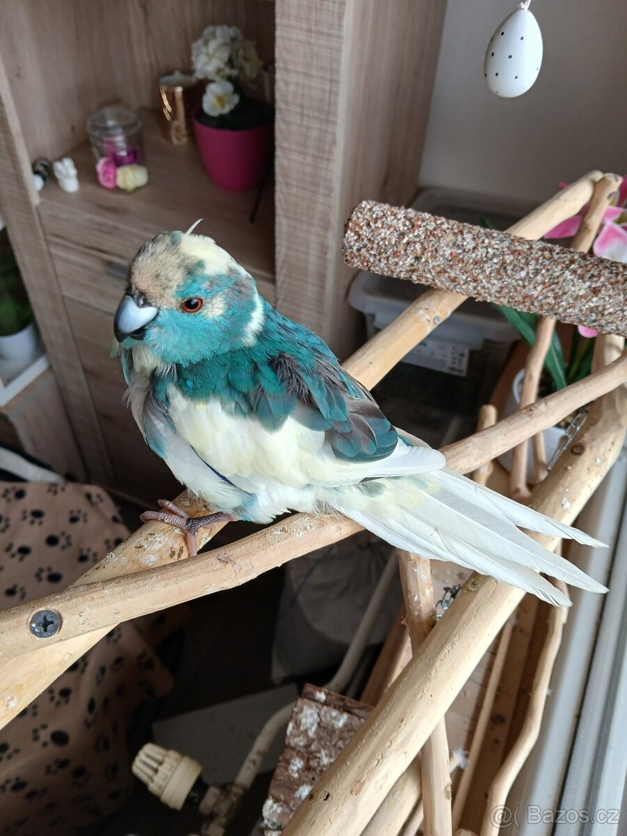 Kakariki