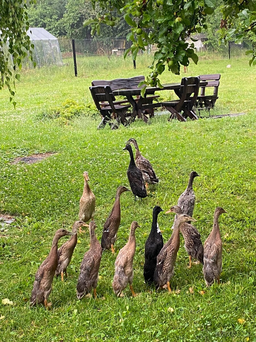Indický běžec