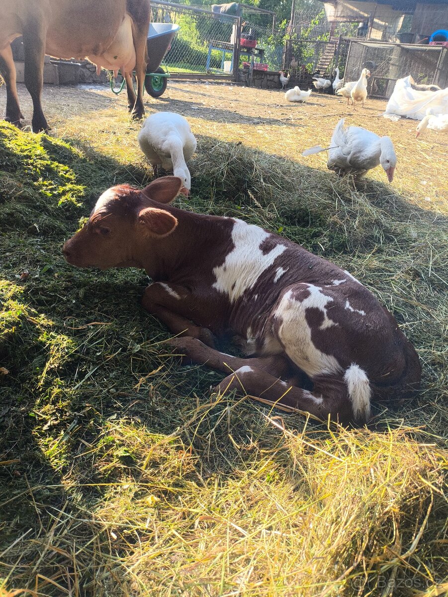Prodám jalovici Jersey × Angus – 13 000 Kč