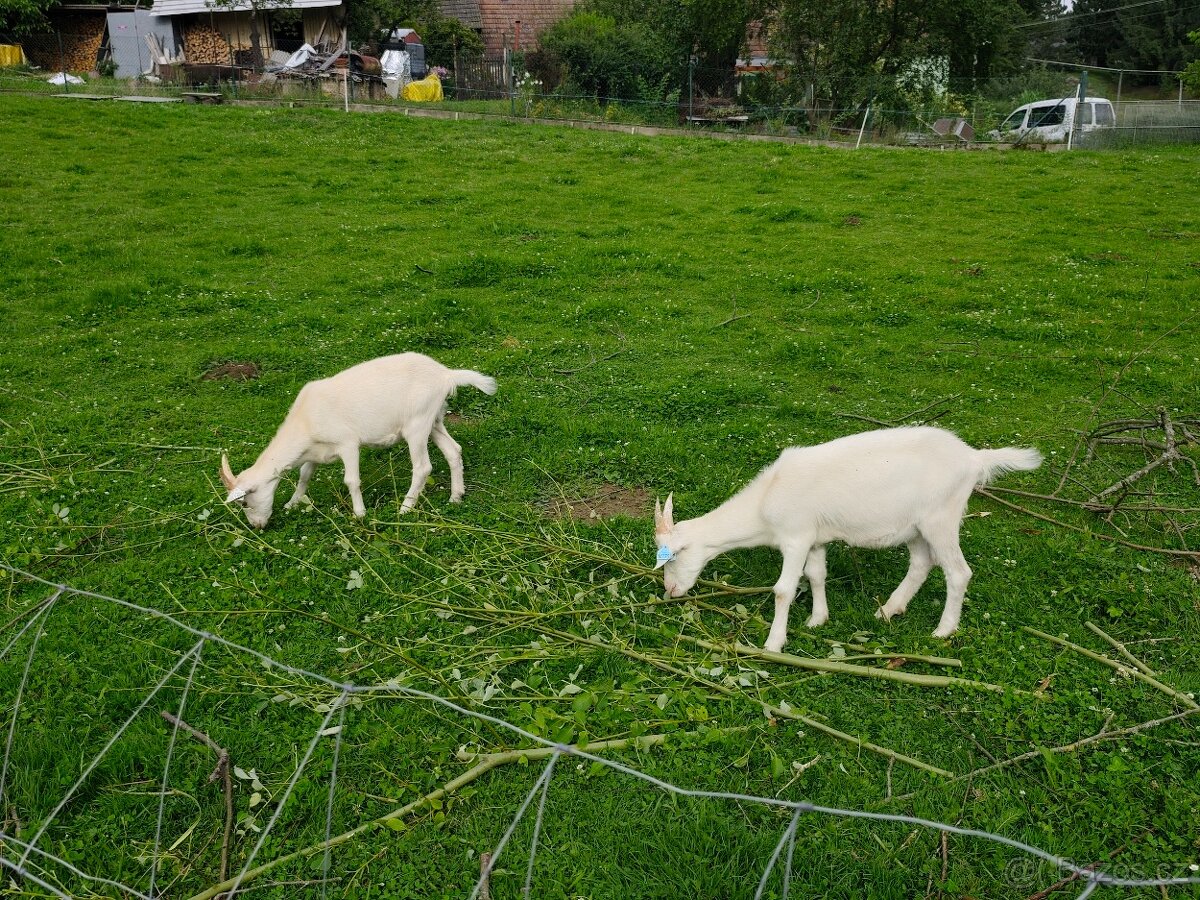 Kůzlata