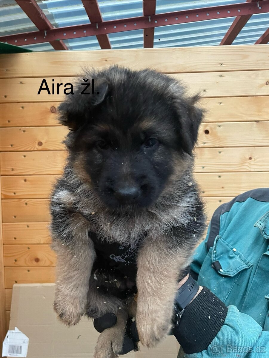 🐾 Štěňátka dlouhosrstého německého ovcaka
