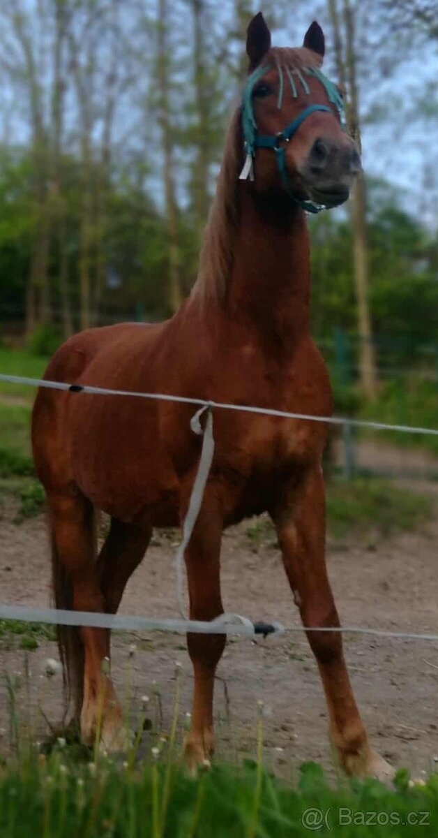 Valach k polovičnímu pronájmu