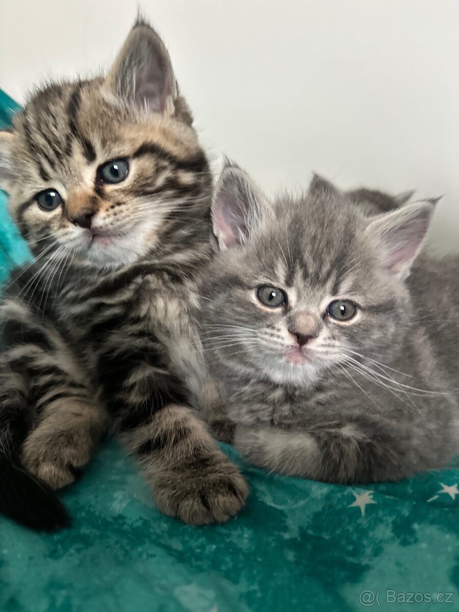 Britské whiskas koťata
