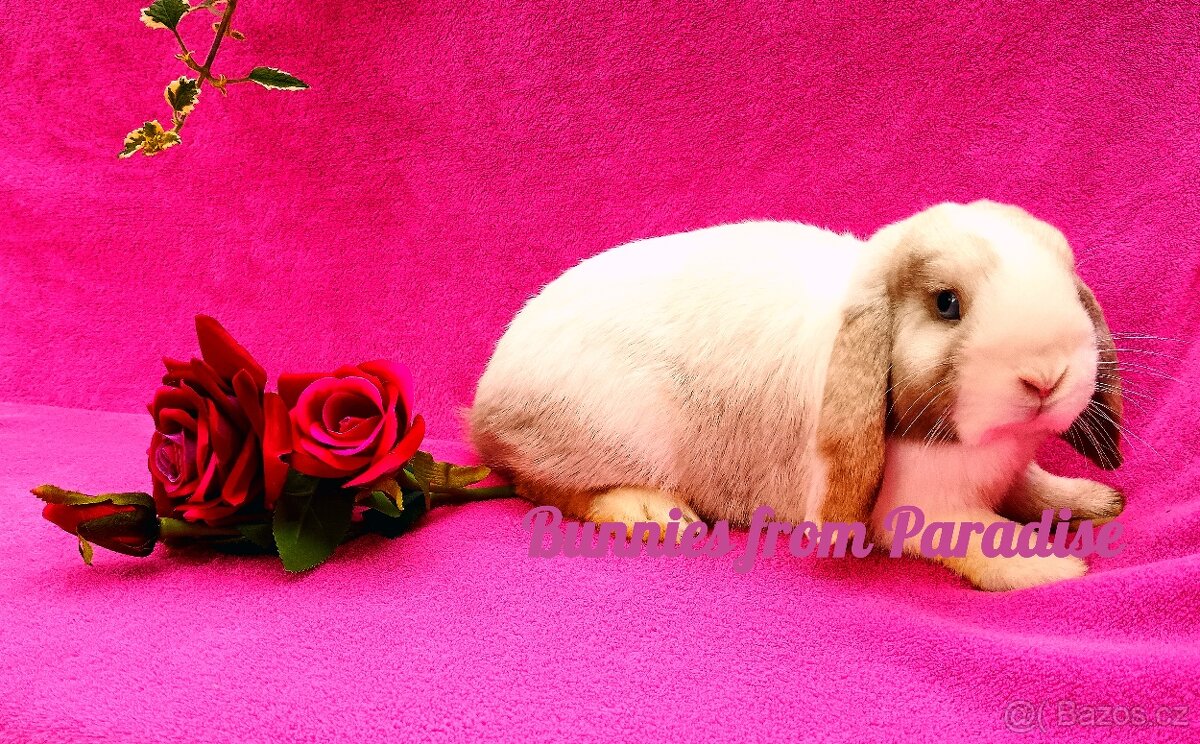 ZAKRSLÍ BERÁNCI hledají svůj nový domov ❤️❤️❤️