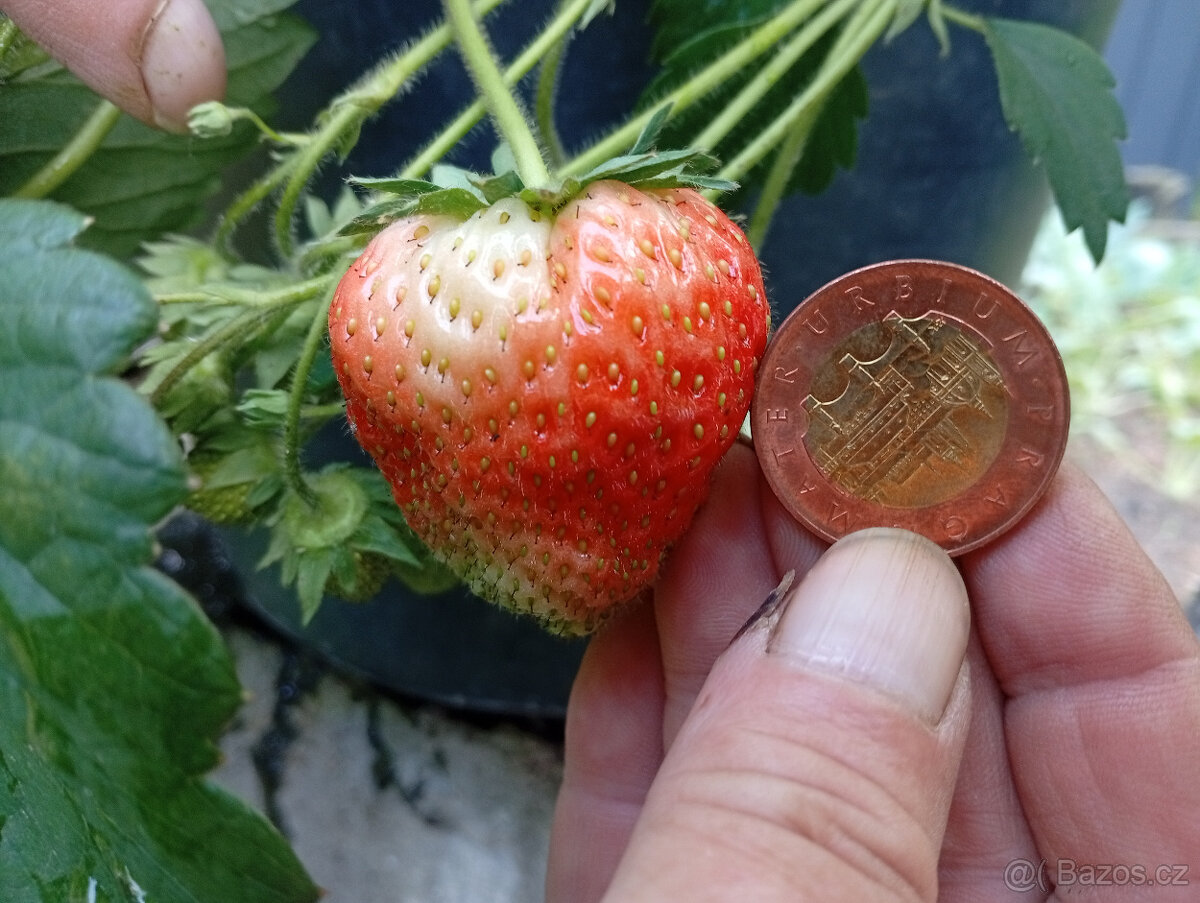 GIGAMAX - Jahodníky