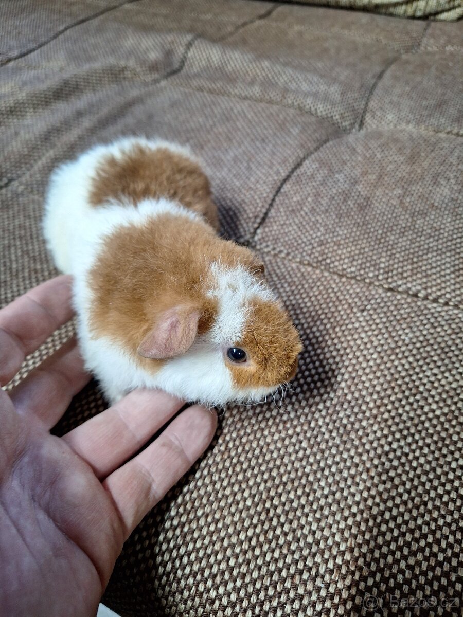 Morčata US Teddy + 2x samička