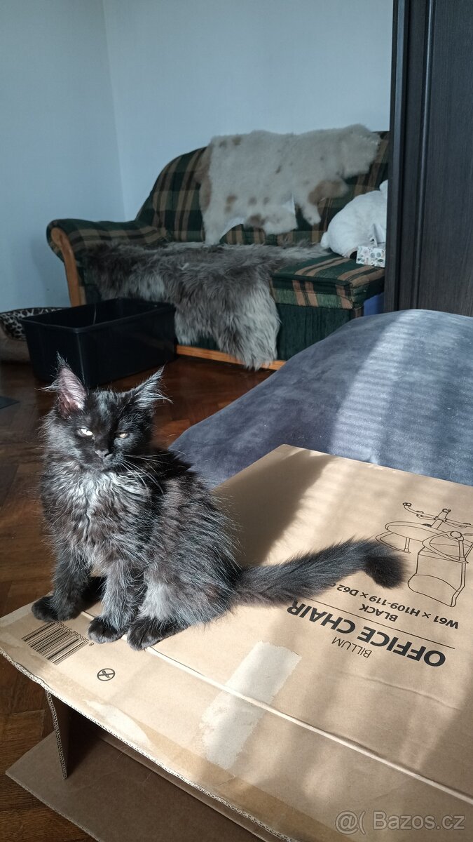 Maine Coon Cat Mainská Mývalí na prodej