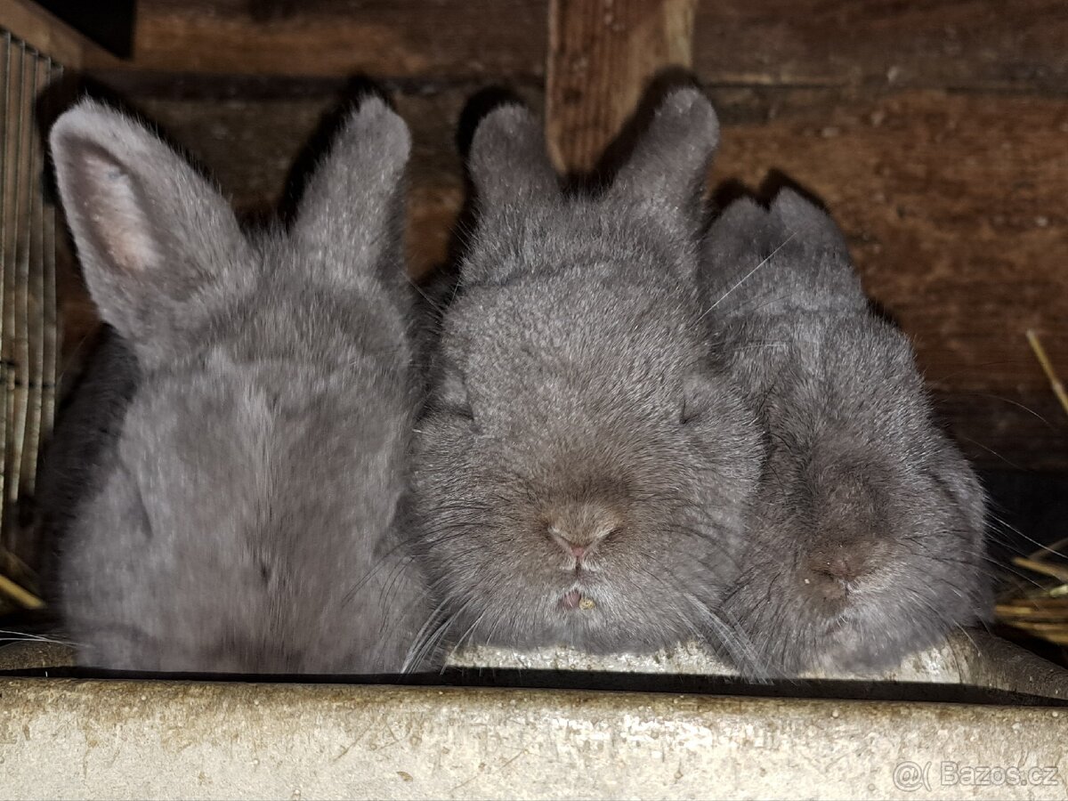 Zakrslí králíčci s rodokmenem