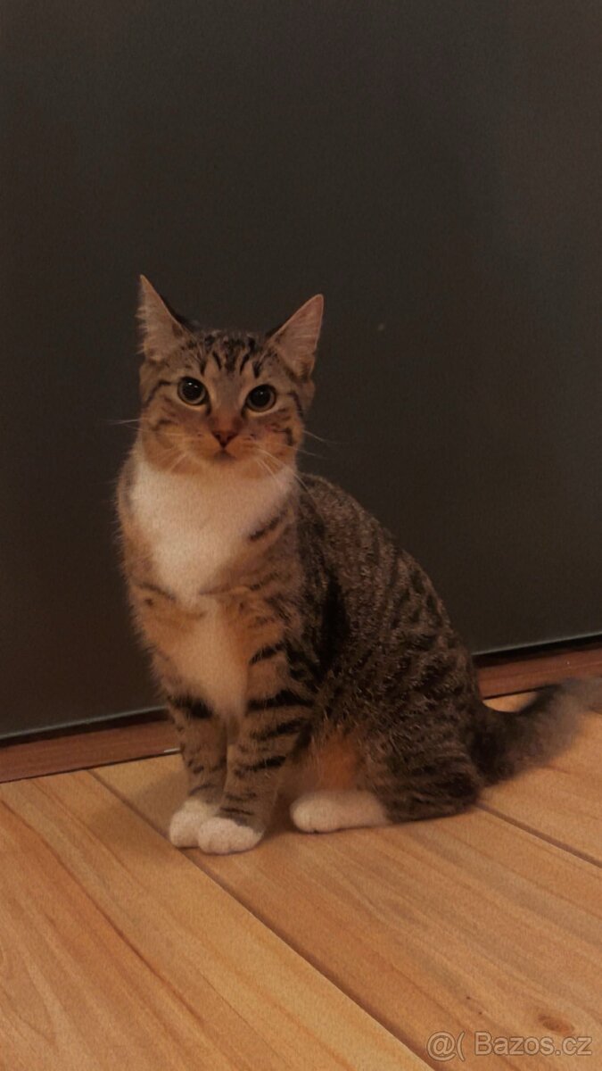 7 měsíční koťátko