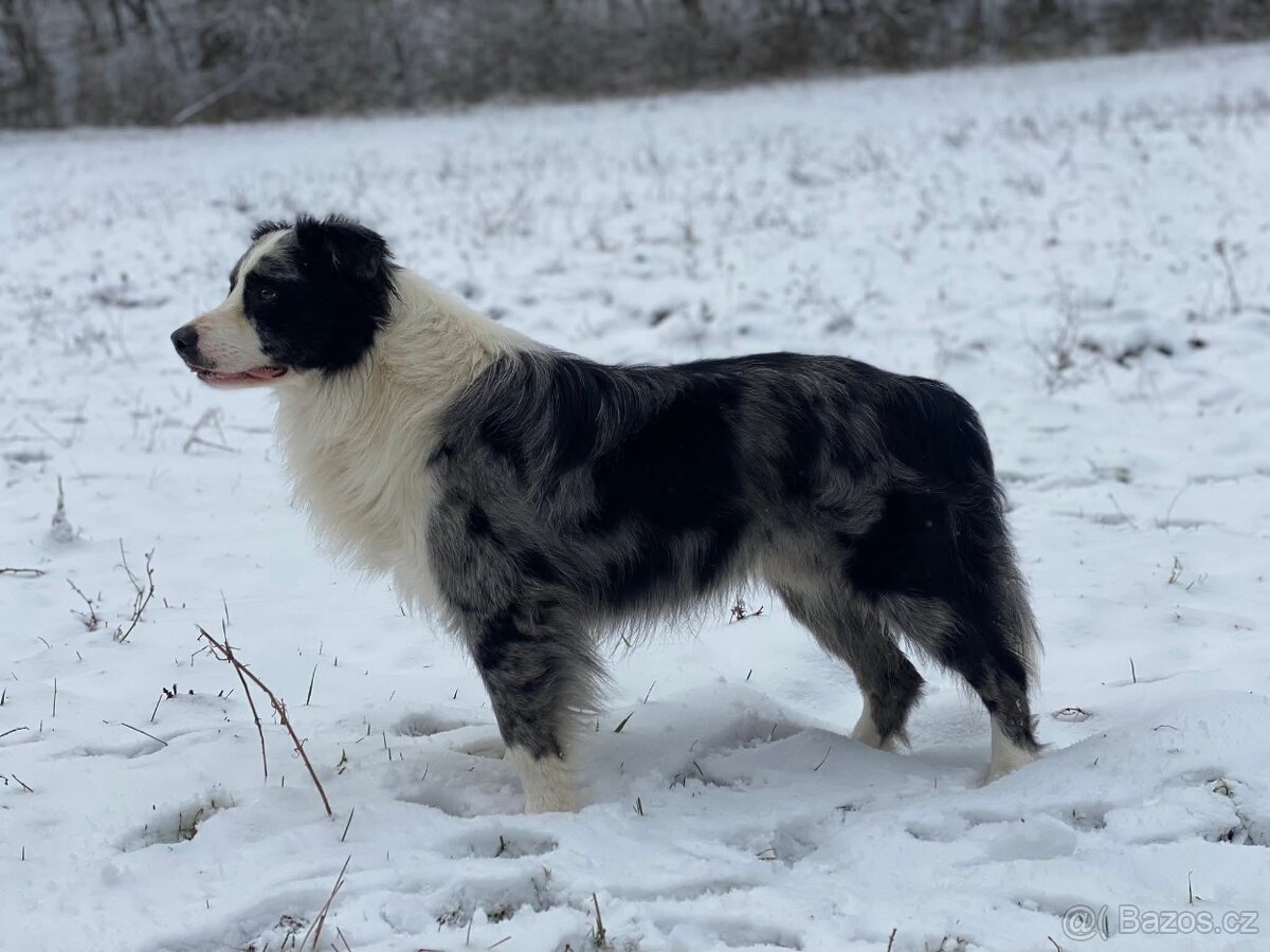 Border kolie - krytí ( PP FCI )
