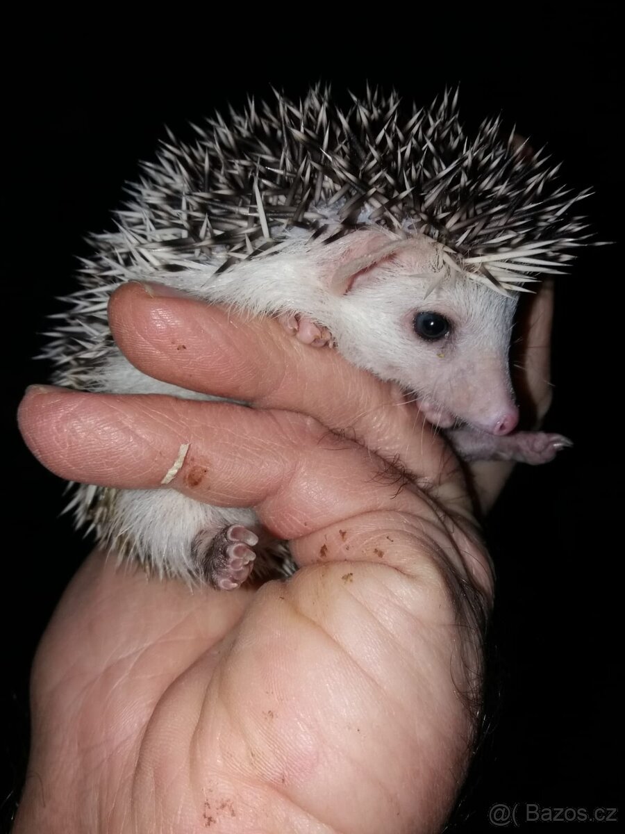 Ježek bělobřichý - mláďata.