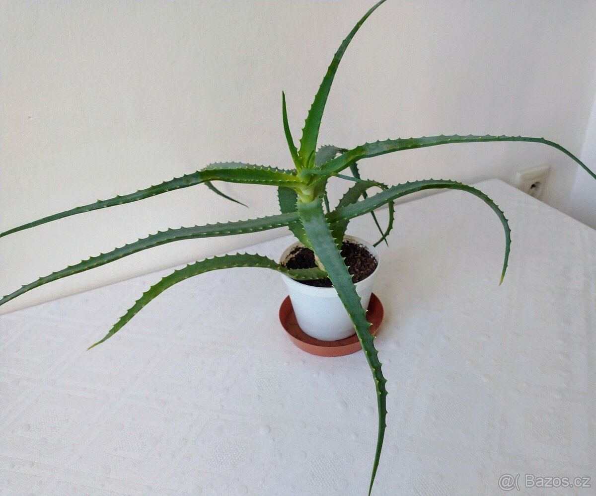 Aloe vera léčivá