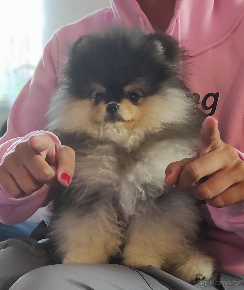 Pomerian štěňata s PP