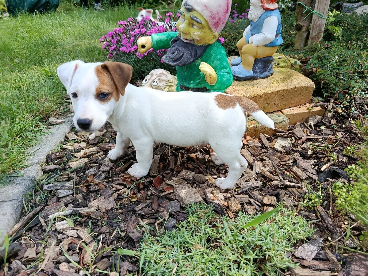 Štěňátka Jack Russell teriér