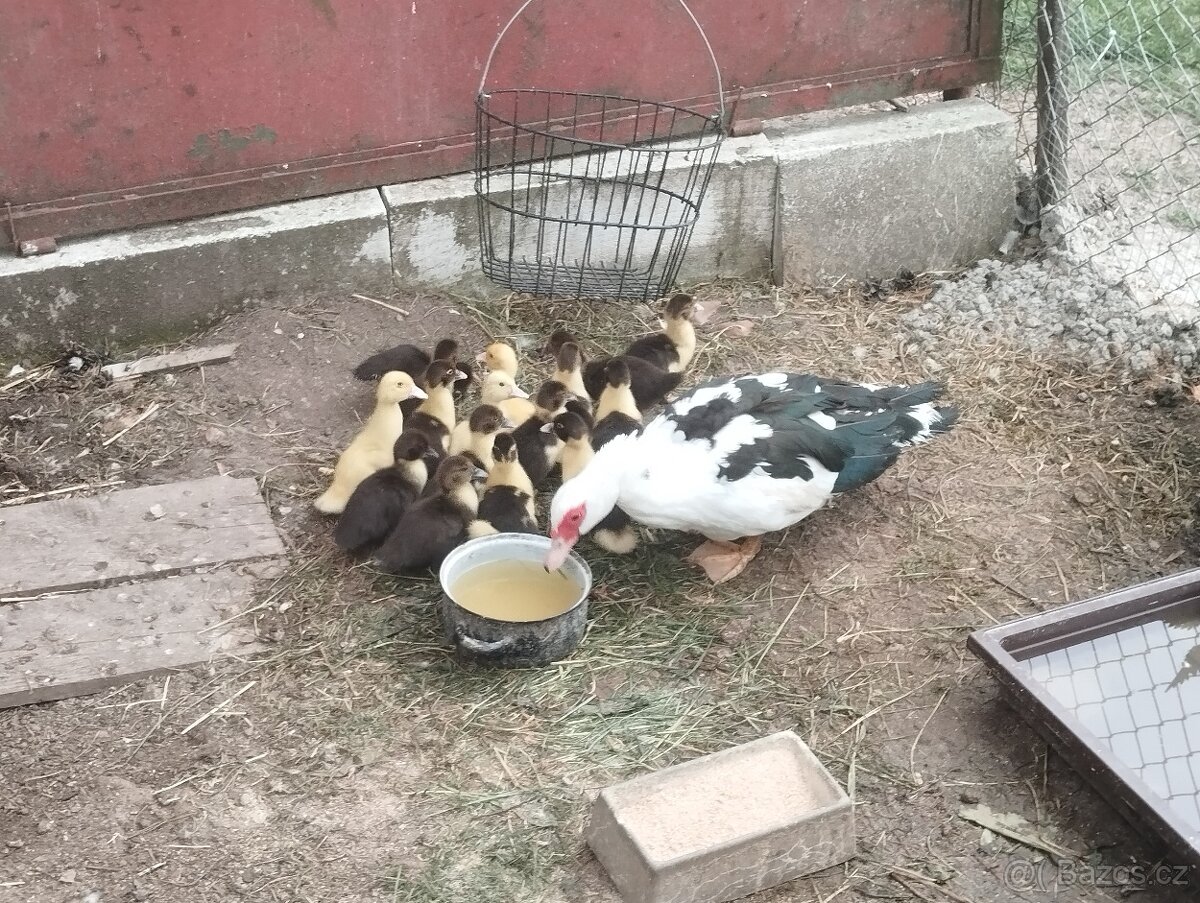 Kačer a kachna