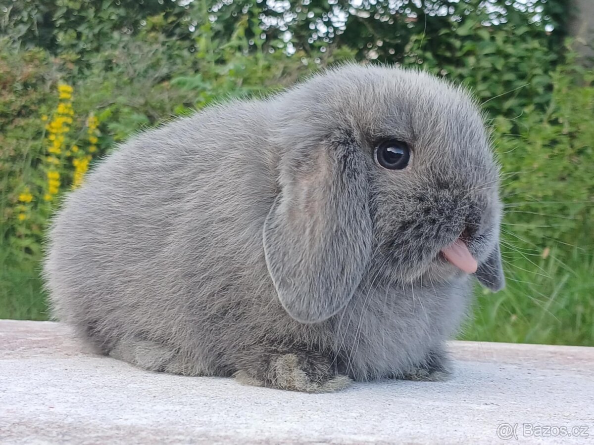 MiniLop - Anglický Zakrslý Mini Beránek