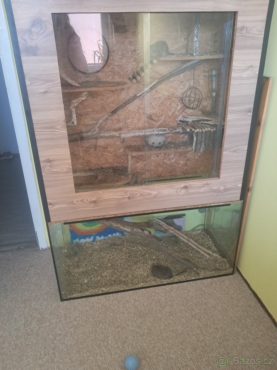 Osmak degu