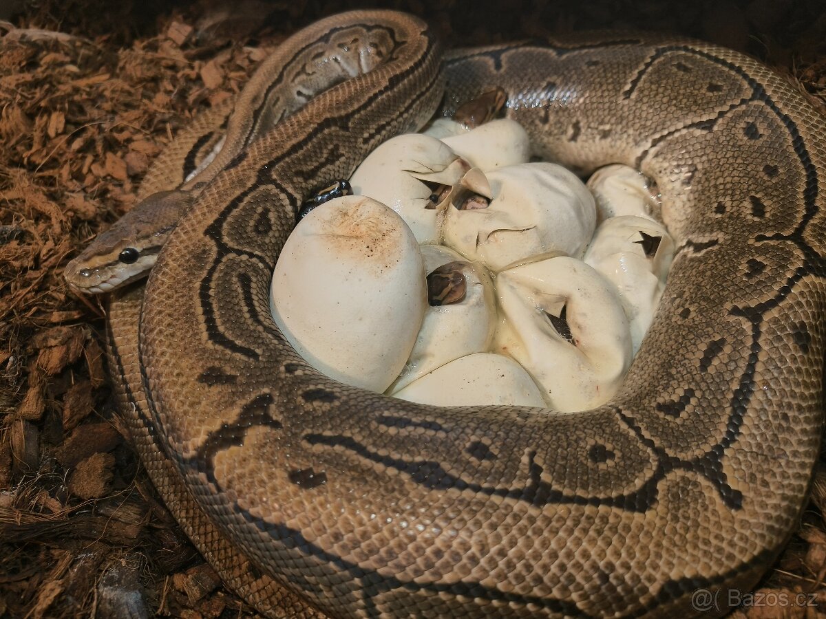 Krajta královská (Python regius) - subadult/adult