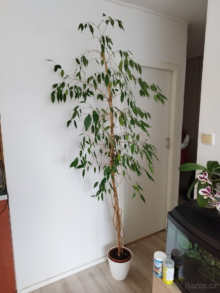 Fíkus Benjamin výška přes 2m