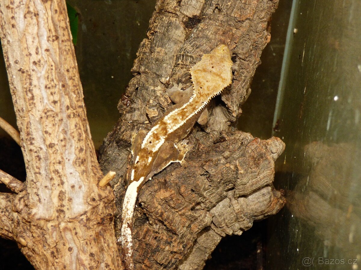 Pagekon řasnatý (Coreolophus ciliatus)