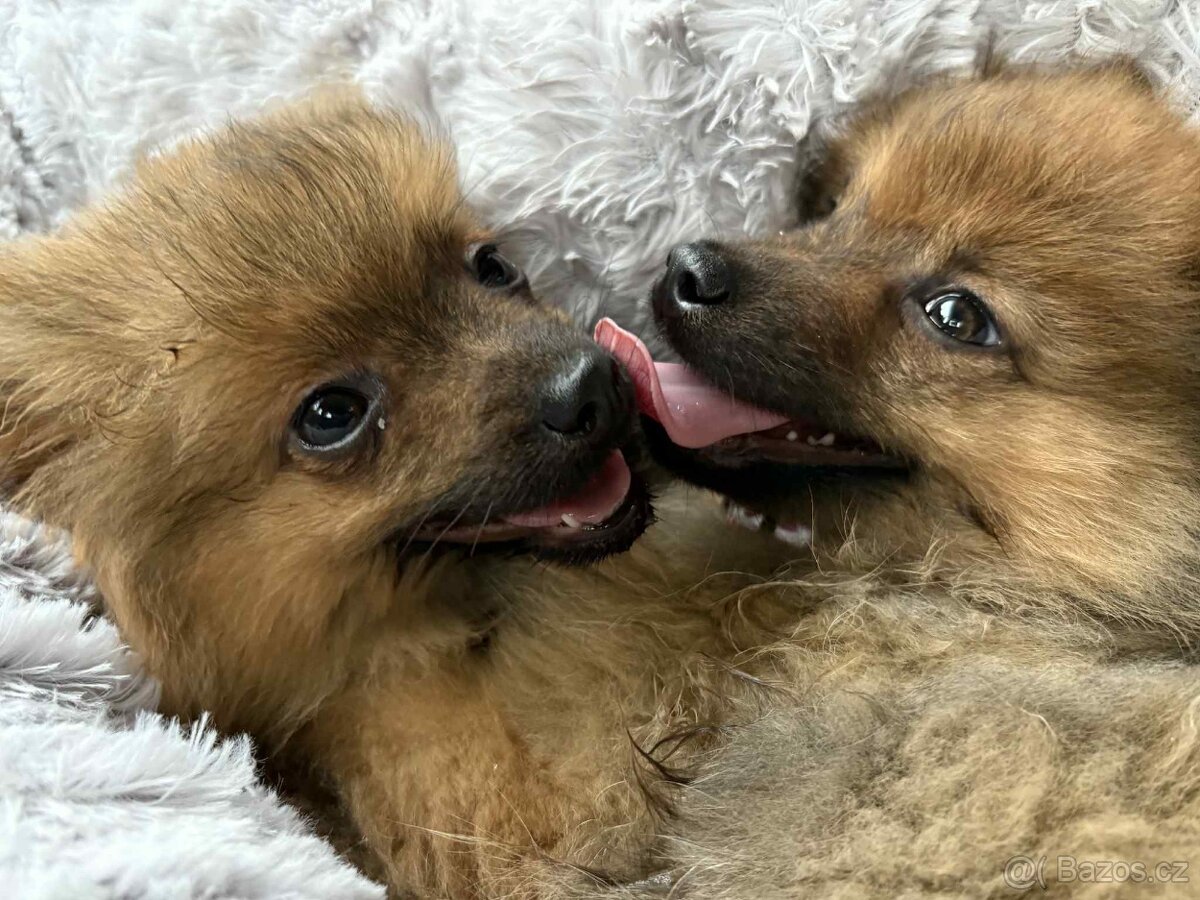Oranžový Špic ( pomeranian )