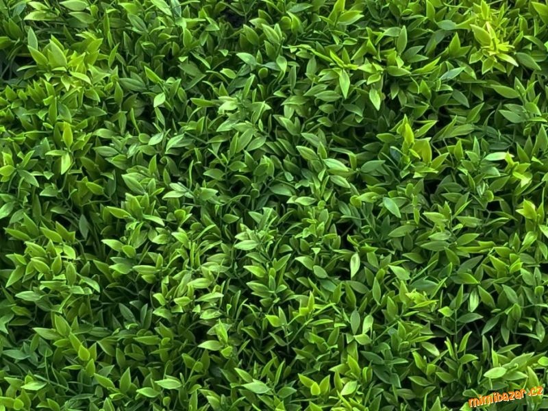 5 X sazenice Buxus
